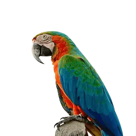 Papuga - Ara Harlequin