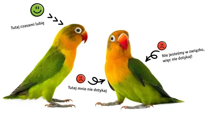 Gdzie można głaskać papugi I