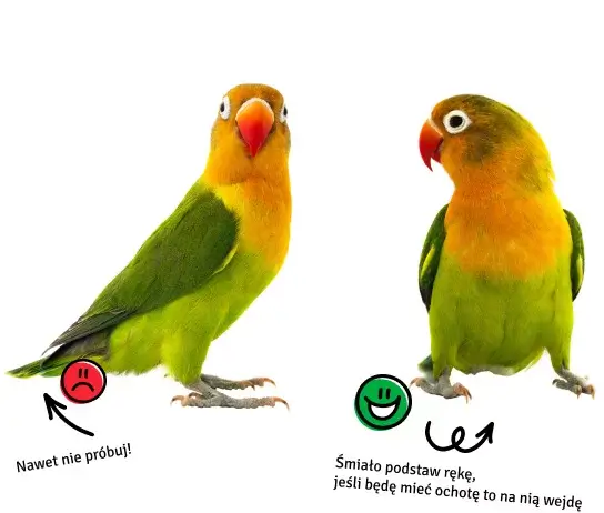 Gdzie można głaskać papugi II
